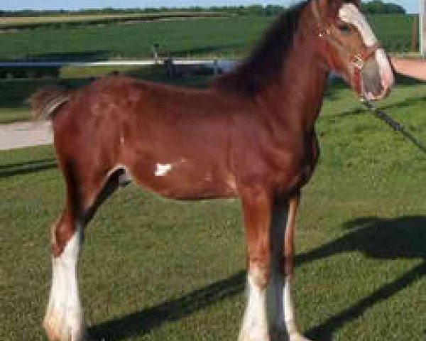 Pferd K.D.J.'s Last Chance (Clydesdale, 2004, von Twelve Oaks Zeke)