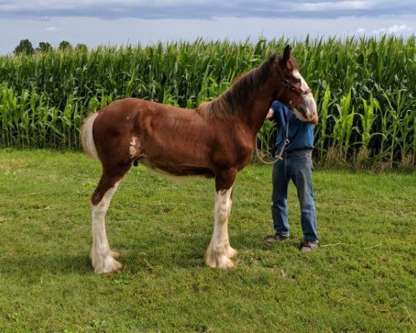 horse KDJ's King Kole (Clydesdale, 2019, from Irish Thunder's Celtic Dawson)