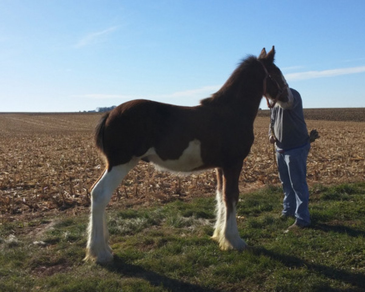 Pferd K.D.J.'s Ironman (Clydesdale, 2017, von Armageddon's Lord Nehemiah)