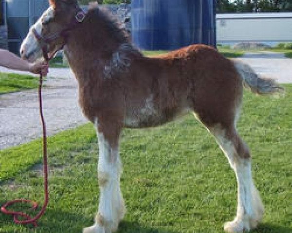 Pferd K.D.J.'s Free Spirit (Clydesdale, 2004, von Twelve Oaks Zeke)