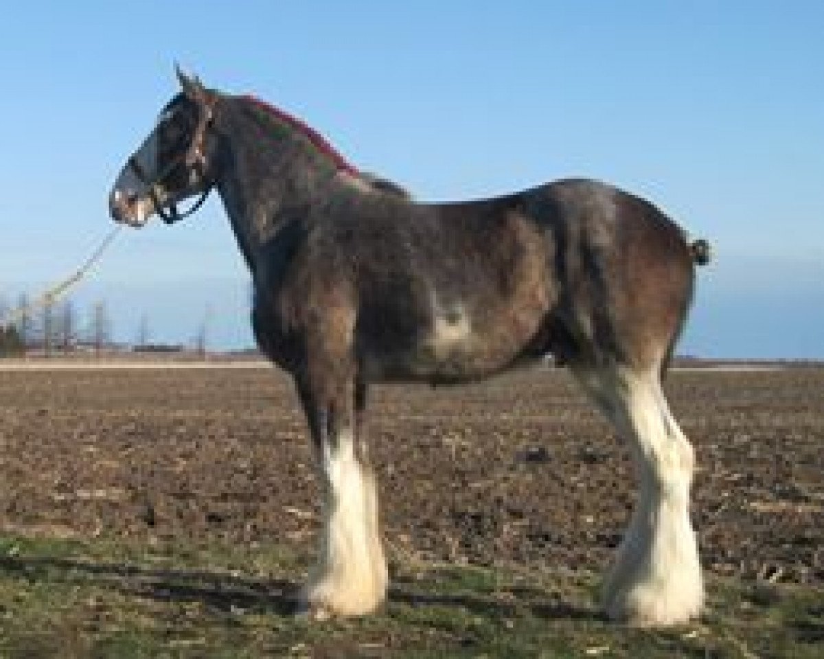 horse KDJ's Deuce's Wild (Clydesdale, 2011, from Armageddon's Lord Nehemiah)