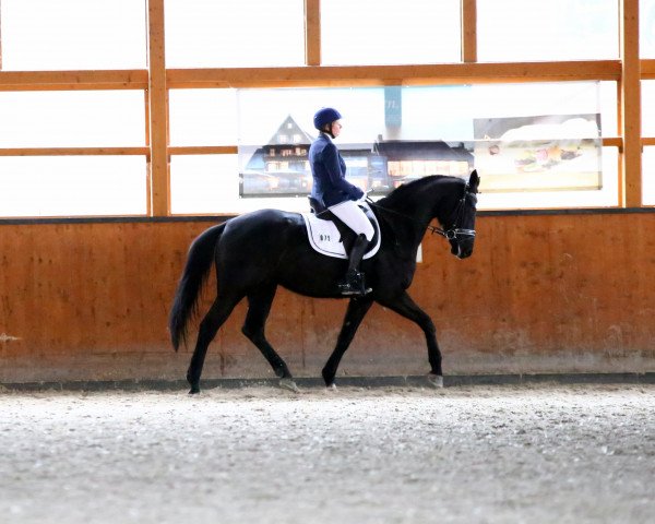 dressage horse Fantastiko 8 (Rhinelander, 2013, from Feedback 16)