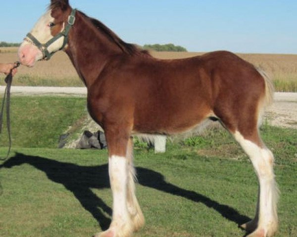 Pferd K.D.J.'s Benedict Slick Willey (Clydesdale, 2010, von Solomon's Benedict)