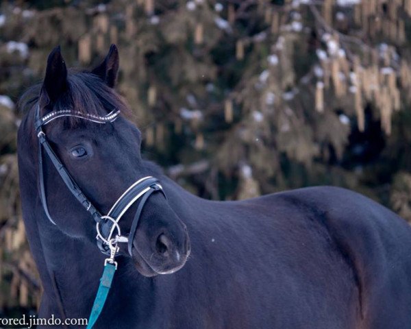 horse Frederico (Trakehner, 2013, from Herakles TSF)