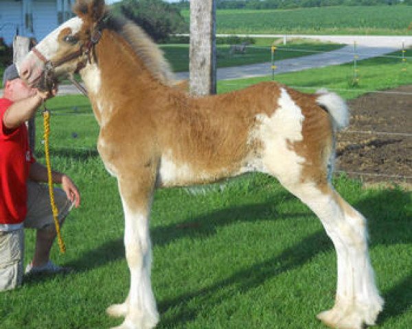 horse KDJ's Benedict Dewey (Clydesdale, 2011, from Solomon's Benedict) horse KDJ's Benedict Dewey (Clydesdale, 2011, from Solomon's Benedict)