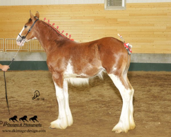Pferd KDJ's Benedict Cora (Clydesdale, 2012, von Solomon's Benedict) Pferd KDJ's Benedict Cora (Clydesdale, 2012, von Solomon's Benedict)