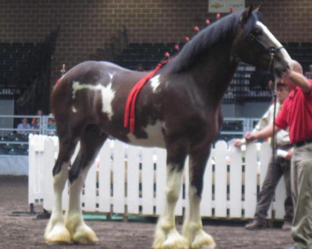 Deckhengst Pinnacle's Prelude Denali (Clydesdale, 2009, von Birky's Pride Preludes Hercules)