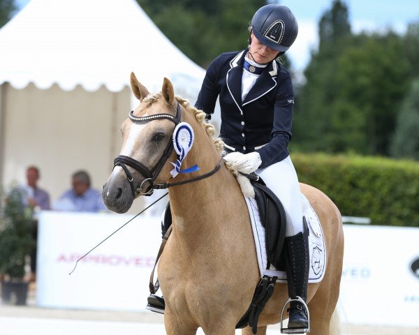 dressage horse Don Theodor A (German Riding Pony, 2013, from Dressman)