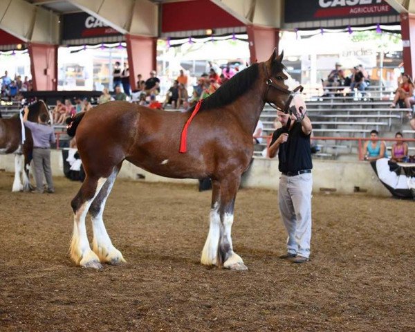Klacz hodowlana KDJ's Grace's Elenore (Clydesdale, 2013, od Armageddon's Lord Nehemiah)