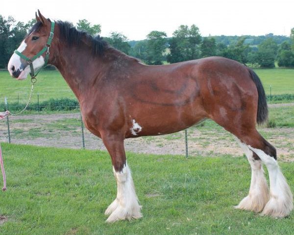 broodmare Karvelton Lacey's Model (Clydesdale, 2009, from S B H Phoenix)