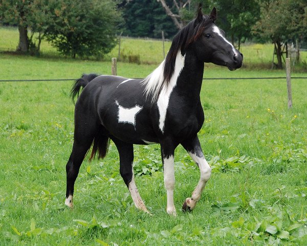 stallion Gentleman (Lewitzer, 2008, from Greenhorn)
