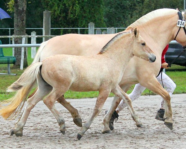 Pferd Imko (Fjordpferd, 2021, von Ilmar) Pferd Imko (Fjordpferd, 2021, von Ilmar)