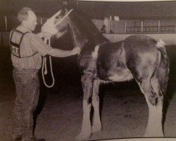 stallion Karvelton Patrick (Clydesdale, 1995, from Thistle Ridge Argyll Teddy)