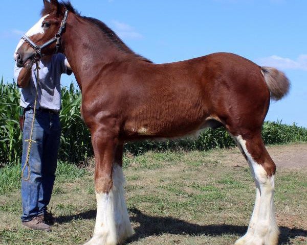 Pferd K.D.J.'s Optical Illusion (Clydesdale, 2017, von Armageddon's Lord Nehemiah) Pferd K.D.J.'s Optical Illusion (Clydesdale, 2017, von Armageddon's Lord Nehemiah)