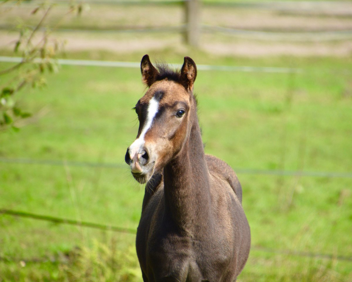 Pferd Movie Mania DC (Deutsches Reitpony, 2017, von Movie Star)