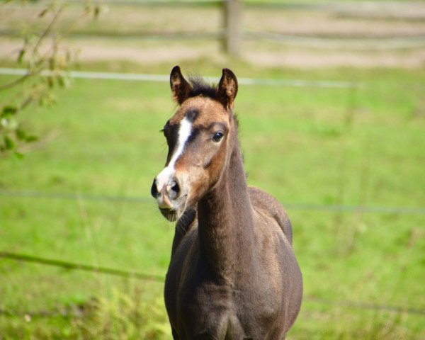 horse Movie Mania DC (German Riding Pony, 2017, from Movie Star)