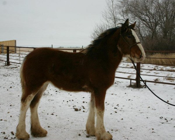 horse Josie's Sir El Delilah (Clydesdale, 2011, from Grandview Sir El Capitan)