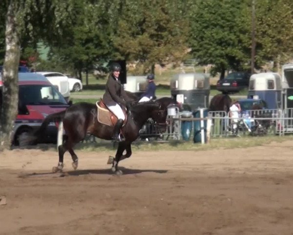 Reitturnier Neuss-Uedesheim 2015