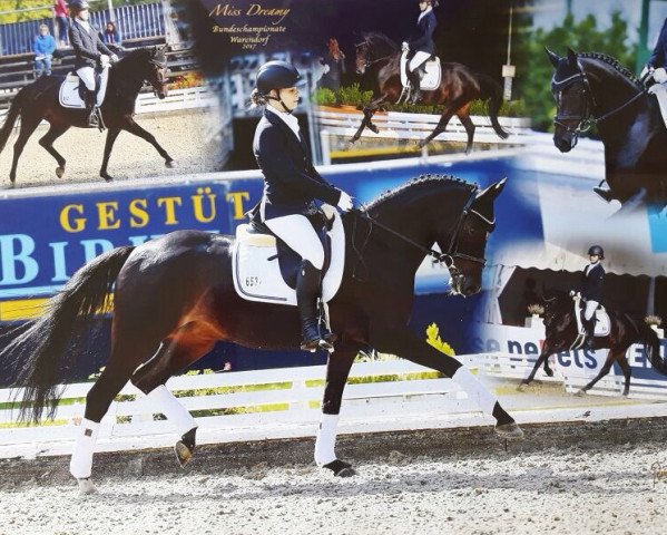 dressage horse Miss Dreamy (German Riding Pony, 2012, from Mc Fly High D)