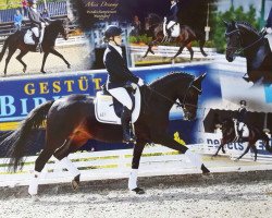 dressage horse Miss Dreamy (German Riding Pony, 2012, from Mc Fly High D)