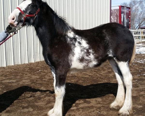 horse Joseph Lake's Lola (Clydesdale, 2014, from Tartan Macleod)