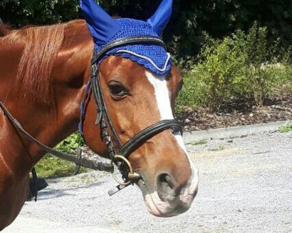 Dressurpferd Vicky S (Deutsches Reitpony, 2001, von Vis-A-Vis II)
