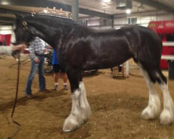 horse Joseph Lake's Charlotte (Clydesdale, 2015, from Tartan Macleod) horse Joseph Lake's Charlotte (Clydesdale, 2015, from Tartan Macleod)