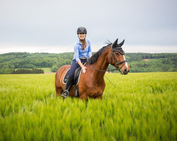 dressage horse Cocoloco (unknown, 2006)