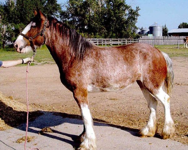 broodmare Joseph Lake's Adrien (Clydesdale, 2012, from Tartan Macleod)