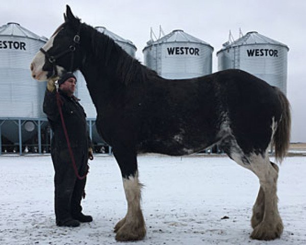 horse Joseph Lake's Blossom (Clydesdale, 2014, from Tartan Macleod)