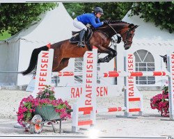 jumper Cinderella D CH (+) (Swiss Warmblood, 2012, from Cornet's Prinz)