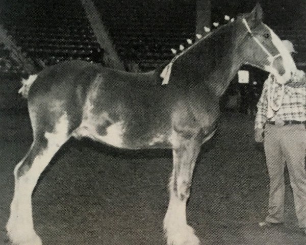 Pferd Jonesway Rough Again (Clydesdale, 1981, von Ideal Selector)