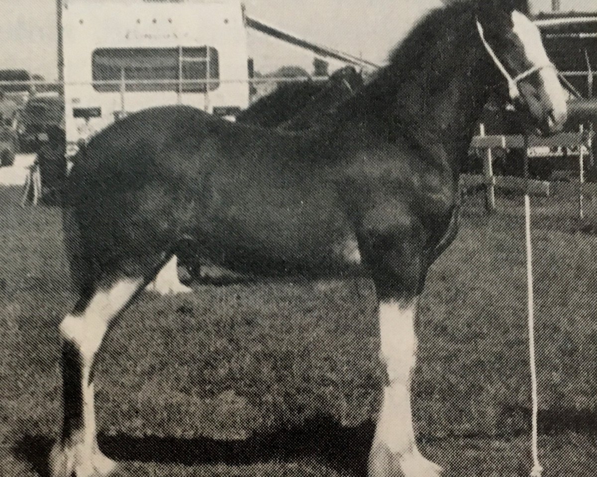 stallion Jonesway Final Command (Clydesdale, 1988, from Solomon's Commander)