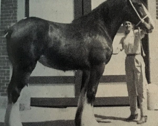 Zuchtstute Jonesway Annie (Clydesdale, 1985, von Bardrill Prince of Wales)
