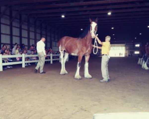 broodmare Jonesway Allusion (Clydesdale, 2012, from Willow Way Fontaine)