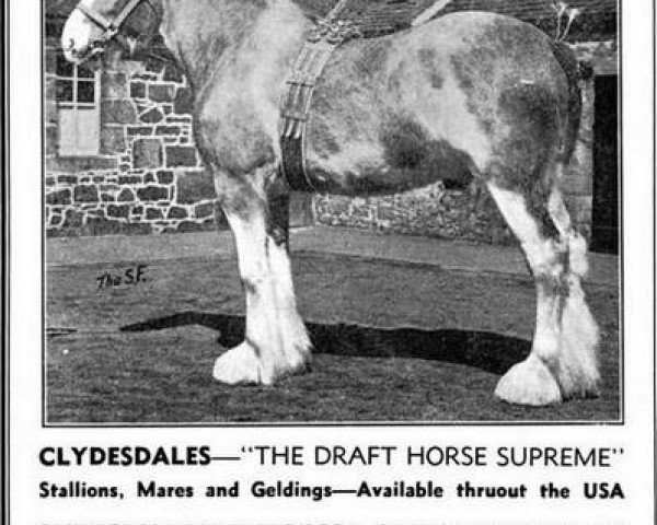 stallion Johnston Ambassador (Clydesdale, 1944, from Ambassador 23284)