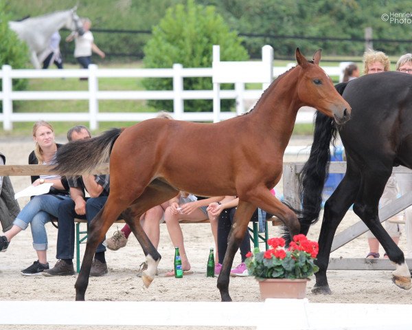 Pferd Stute von Calido I / Acrobat I (Holsteiner, 2015, von Calido I)