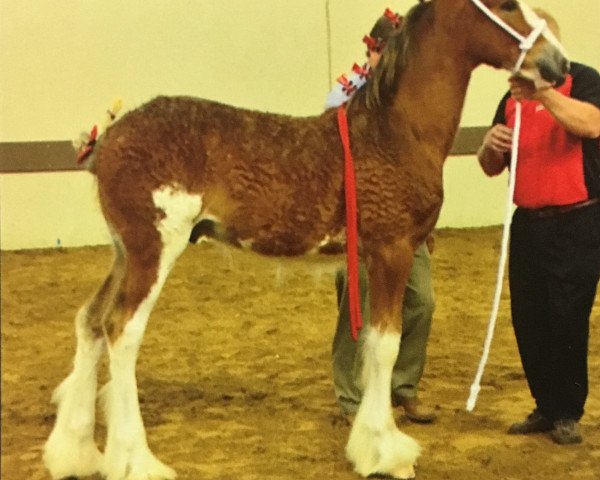 Koń Janssen Farms Ozzy (Clydesdale, 2014, od Armageddon's Lord Nehemiah)