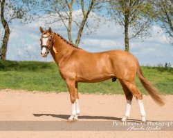 Deckhengst Golden Eye 44 (Deutsches Reitpony, 2014, von Golden State 2)