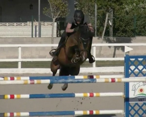 stallion Springfield 21 (Oldenburg, 2013, from Stakkato Gold)