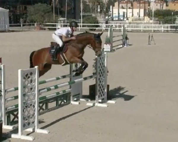 Springpferd Amigo de Septon Z (Zangersheide Reitpferd, 2015, von Aganix du Seigneur)