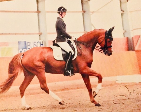 broodmare First Romance (Hanoverian, 2009, from Fürst Romancier)