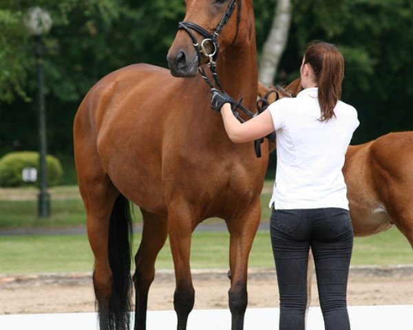 broodmare Beeten Moje (Trakehner, 2010, from Cavallieri xx)