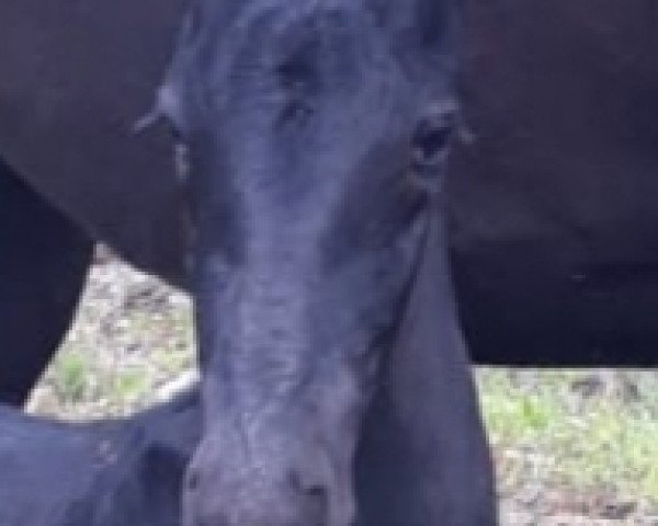 horse Quataramo de Finca Barroco (Friese, 2020, from Albano de Finca Barroco (Albano von Susenberger))