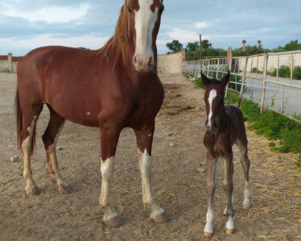 horse Pamina de Finca Barroco (Pinto, 2020, from Albano de Finca Barroco (Albano von Susenberger))
