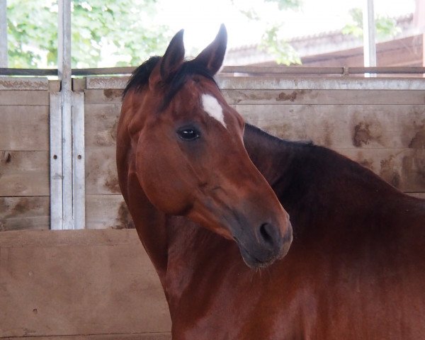 horse Robinia 9 (Trakehner, 2000, from Ravel)
