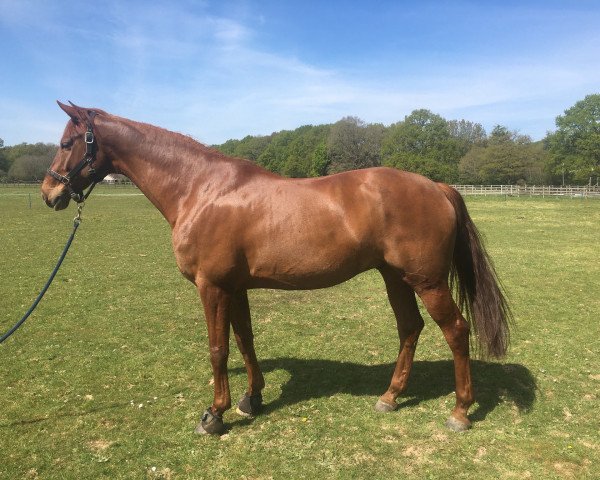horse Fürst Ruprecht (Hanoverian,  , from Fürst Nymphenburg)