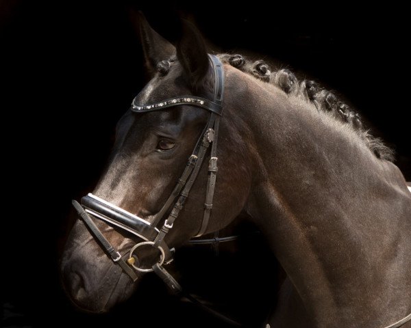 Pferd Sunny Boy (Westfale, 2004, von Show Star)