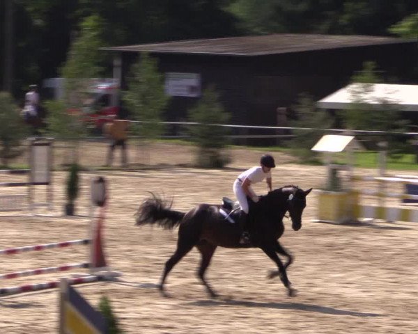 Reitturnier Neunkirchen-Salchendorf 2015