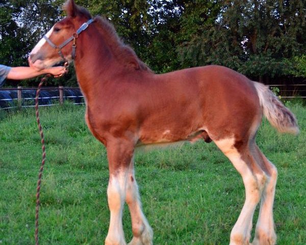 horse Iron Horse Stradivarius (Clydesdale, 2014, from Gregglea HC Nihilator)